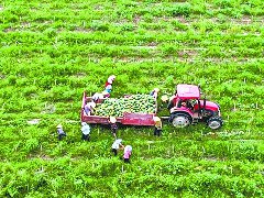 日销70吨 锦屏西瓜甜蜜“出圈”