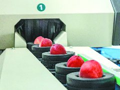 配备“智能管家” “凤仪蜜桃”迎丰收
