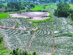 嘉陵区龙蟠镇水堰口村220亩辣椒迎丰收