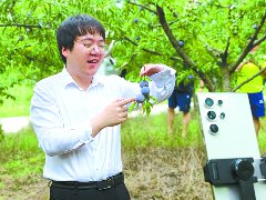 第一书记直播带货 脆红李不愁销