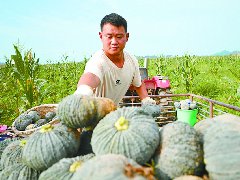 玉米套种南瓜 每亩收益可提升30%