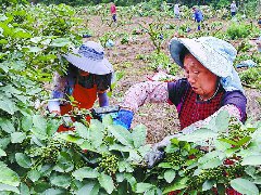 全身是宝 花椒树延长增收链