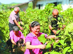 开荒种菜 让敬老院四季瓜果香