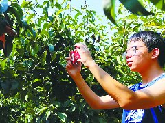14岁少年暑假日销300斤翠冠梨