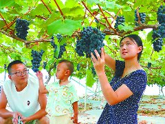 近郊采摘游升温 农户游客共享甜蜜经济