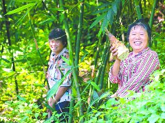 破土“致富笋” 铺就富民路