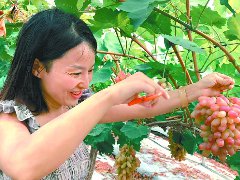 葡萄丰收引客来 特色产业助振兴