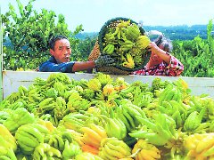 高坪：三产共兴 百业并进