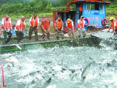 首网捕获生态鱼8万斤