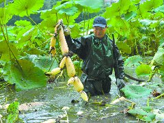 错峰种植 延长莲藕销售期