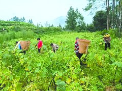 龙泉镇油葵丰收