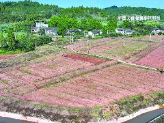 油菜播种近尾声