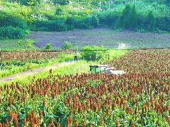 高粱丰收 村民增收
