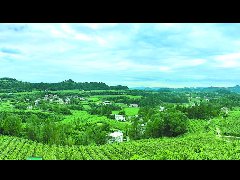 从桑园到市场 仪陇蚕桑全产业链的崛起之路