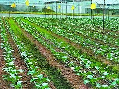 秋菜育苗科技范儿十足