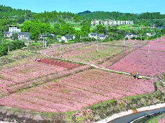 油菜播种近尾声