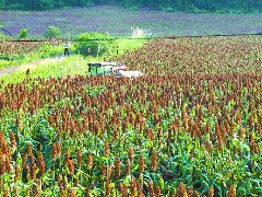 高粱丰收 村民增收