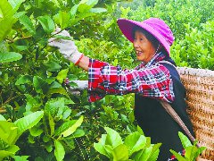 300余亩佛手丰收 村民“家门口”增收
