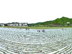 田畴沃野绘新景