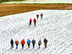 霜降后农事忙 覆膜“绘”新景