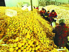 南充5万亩柠檬陆续成熟上市