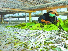 仪陇：7万余亩基地育出蚕桑全产业链