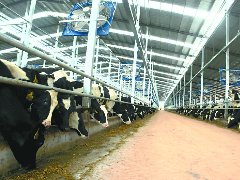 首批近千头奶牛入驻南充现代生态农业产业园