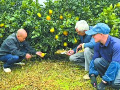 橘园挂满“致富果”