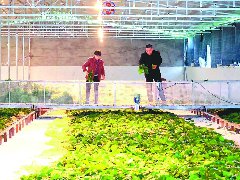 僵蚕养殖开启智慧模式