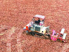 “希望田”里孕育丰收新图景