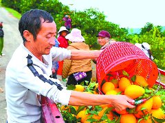 天宫镇柑橘红了