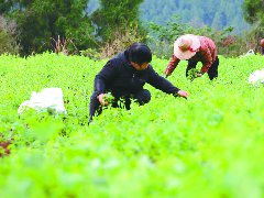 全市2万余亩豌豆尖陆续上市