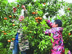 柑橘枝头挂 村民采摘忙