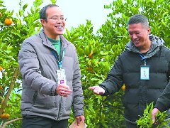 低效柑橘园转型记