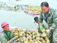 雷祖庙村莲藕丰收