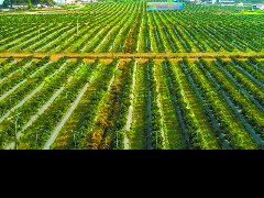 仪陇绘就现代农业新丰景