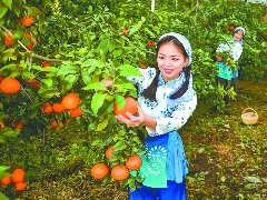 全市柑橘种植面积达130万亩