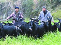 第七届中国·南充·营山黑山羊美食文化周系列活动即将启幕