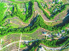 阆中：仓廪实 餐桌丰