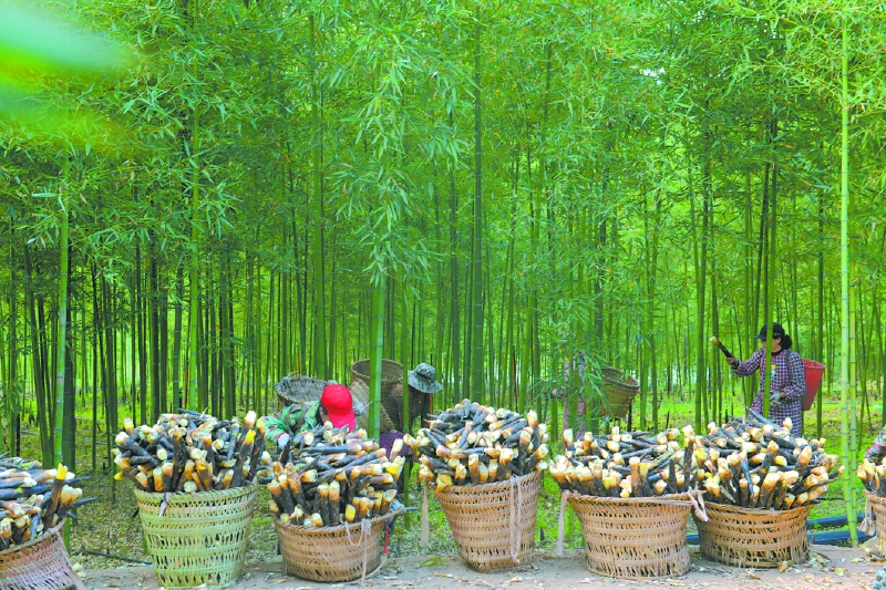 南部400亩竹笋直供“国宝”