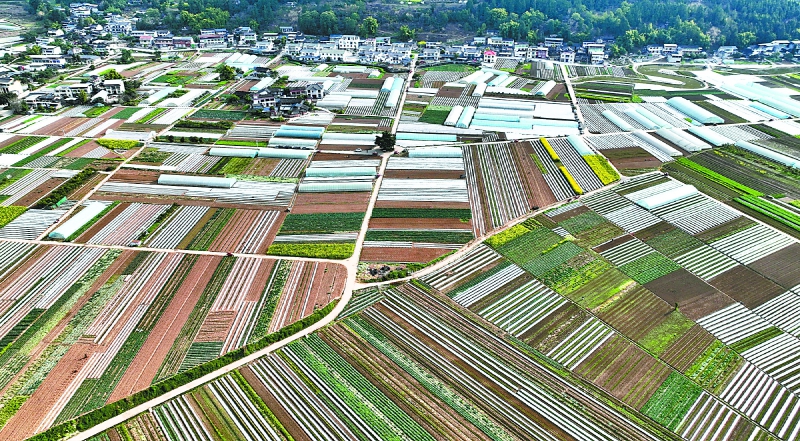 沃野织锦绣 乡村产业兴
