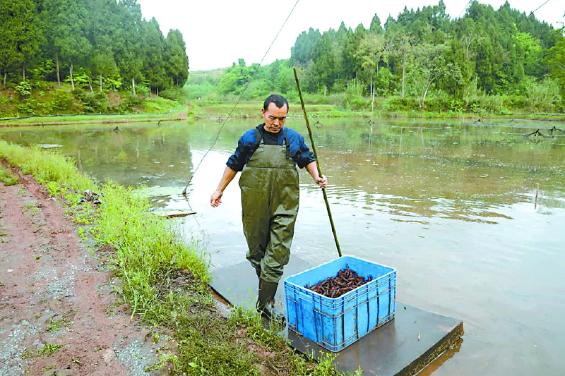 稻田小龙虾上市 当天空运长三角
