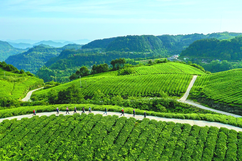 营山：茶旅融合赋能乡村振兴