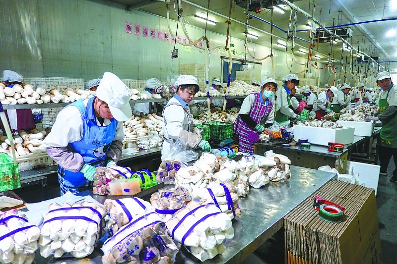 南充一季度食用菌产值达13.6亿元