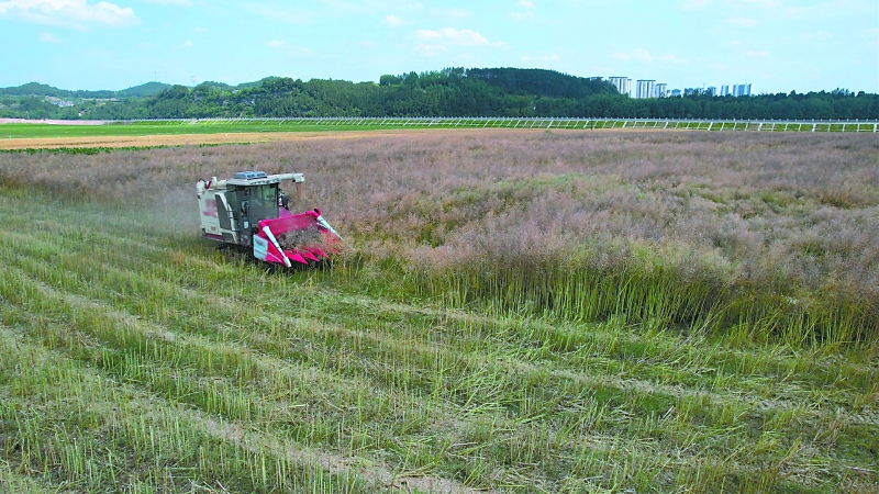 梓潼村600余亩油菜迎丰收
