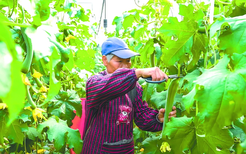 柳滩蔬菜提早近20天上市