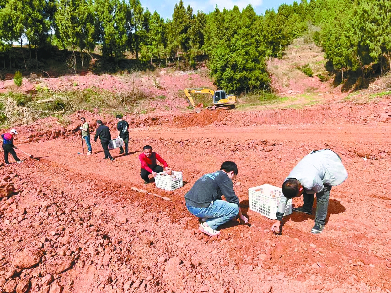 红薯地里来了硕士“技术官”