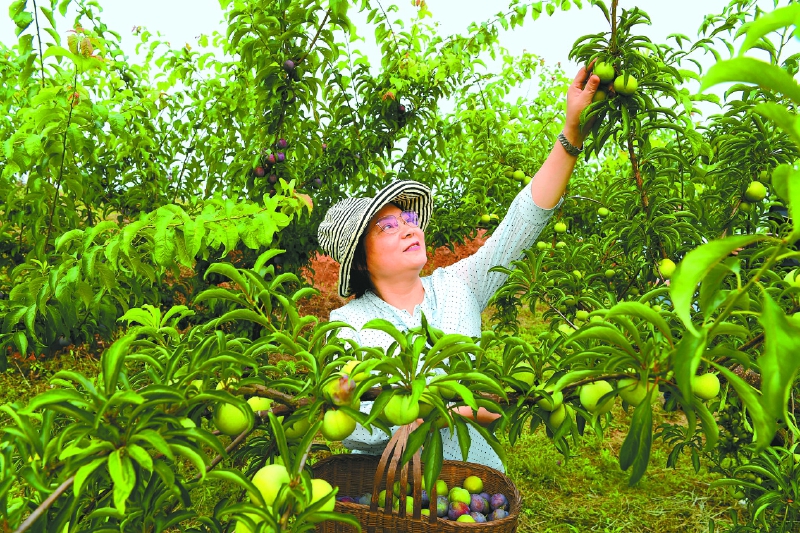 借助网络平台桦树村李子不愁销